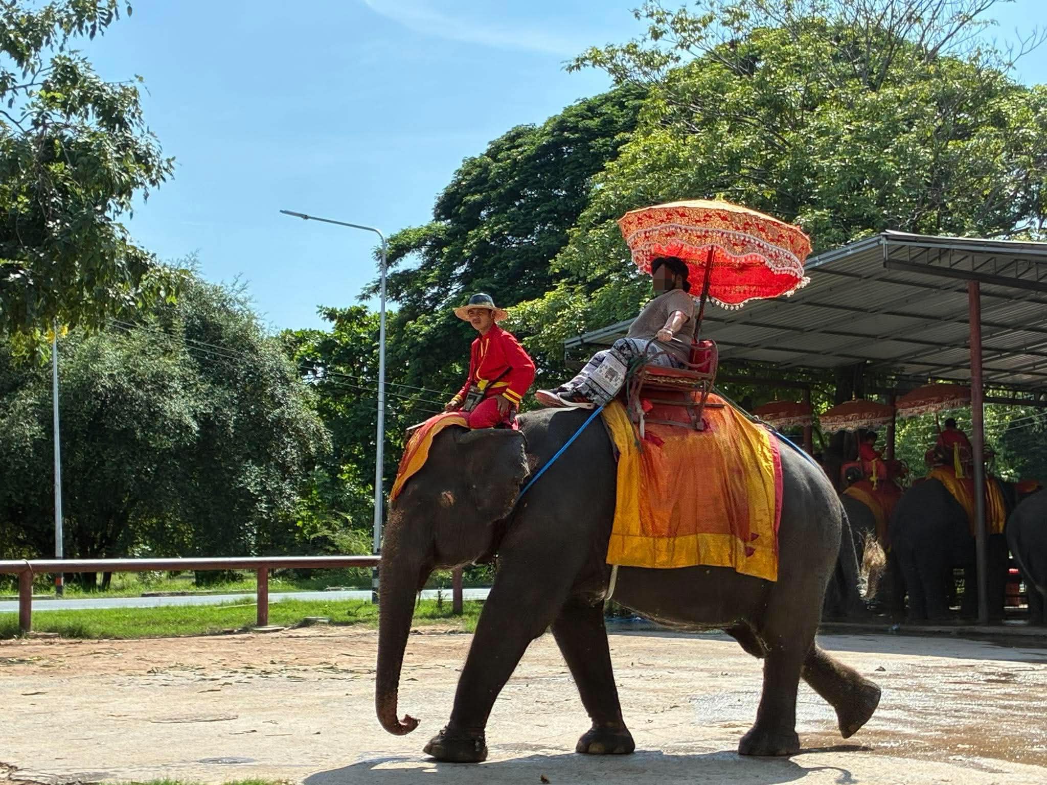 Elephant ride with ceremonial umbrella, Ayutthaya elephant palace